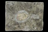Fossil Crinoid (Eretmocrinus) - Gilmore City, Iowa #157208-1